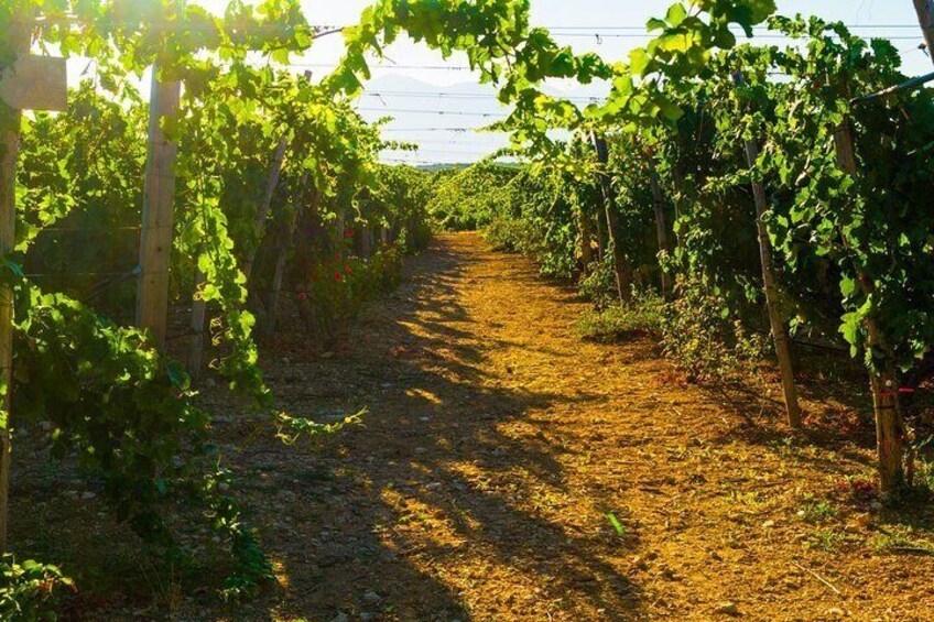 Crete Private Wine Tour
