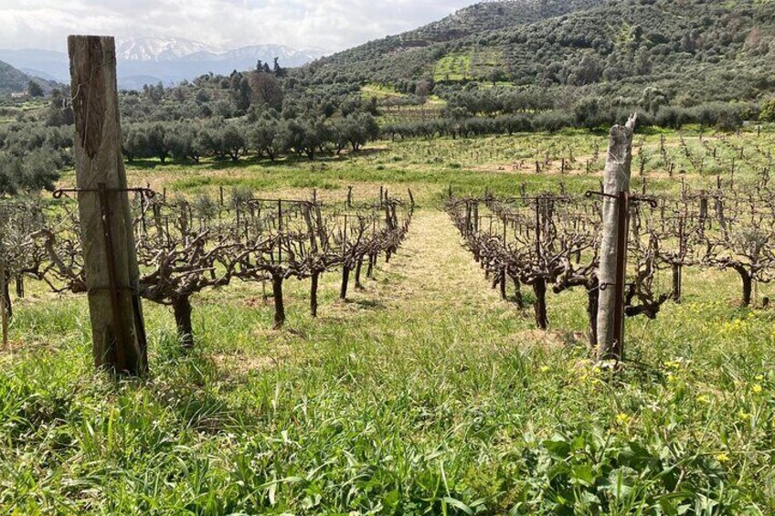 Crete Private Wine Tour