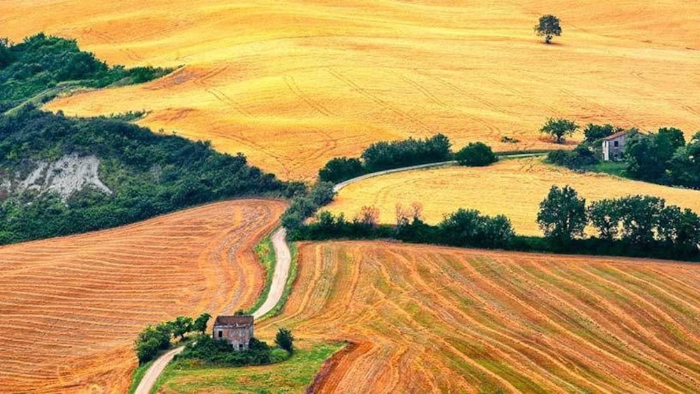 Colorful fields of in Florence
