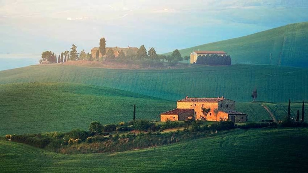 Vineyards in Florence