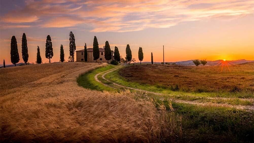 Vineyard at sunset in Florence