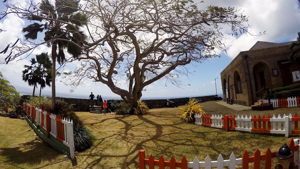 View of a building next to a large tree in Tobago