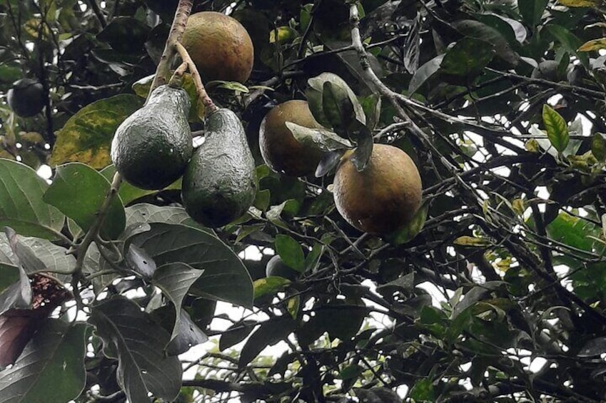 Don Olivo Chocolate Tour