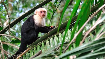 Monteverde Cloud Forest Reserve