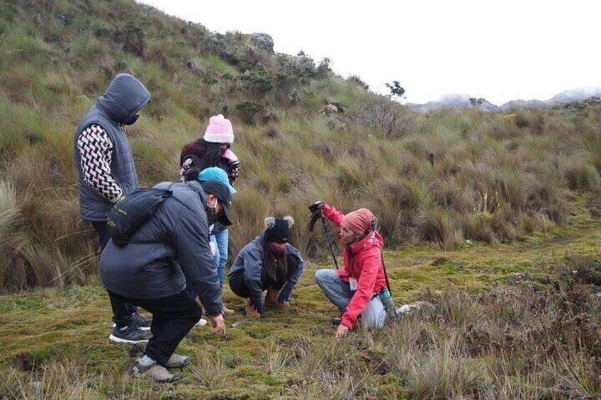 Excursion Day Cajas National Park From Guayaquil