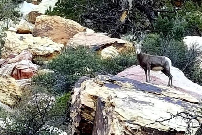 Award Winning Red Rock Canyon Tour