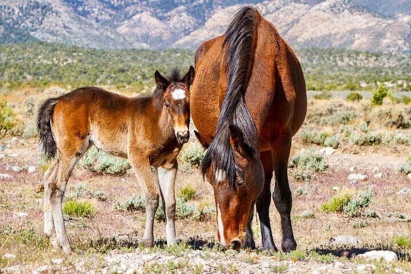 Award Winning Red Rock Canyon Tour