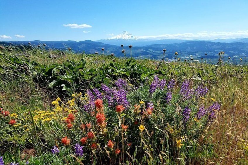 Columbia Gorge Waterfalls and Mt. Hood Tour - Full Day