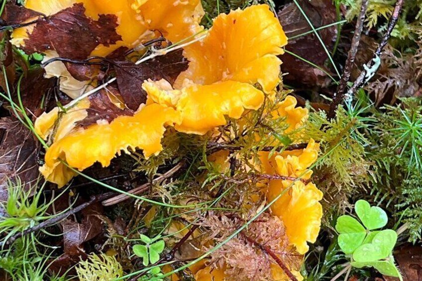 Foraging for chanterelles. Local and seasonal.