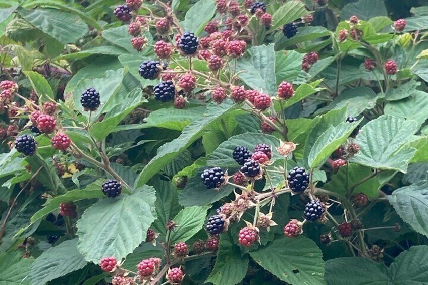 Foraged berries 