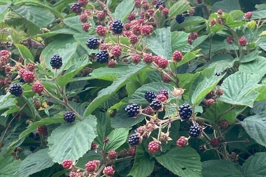 Foraged berries
