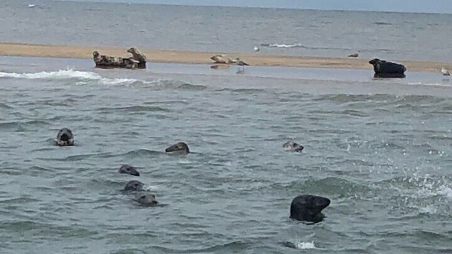 Seals on Scroby Sands
