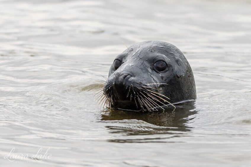 Scroby Sands Seal Watching