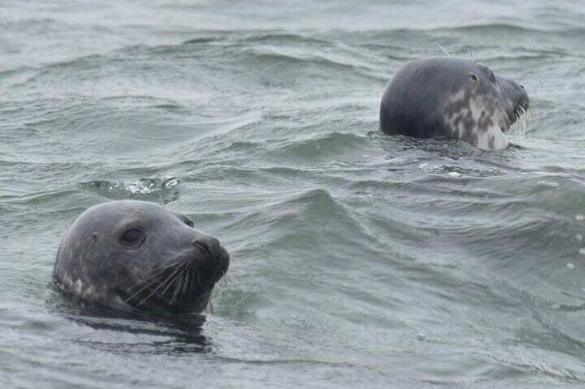 Scroby Sands Seal Watching