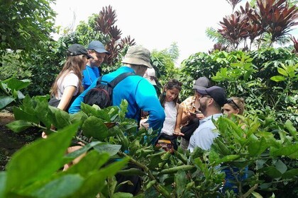 Coffee Tour La Palma