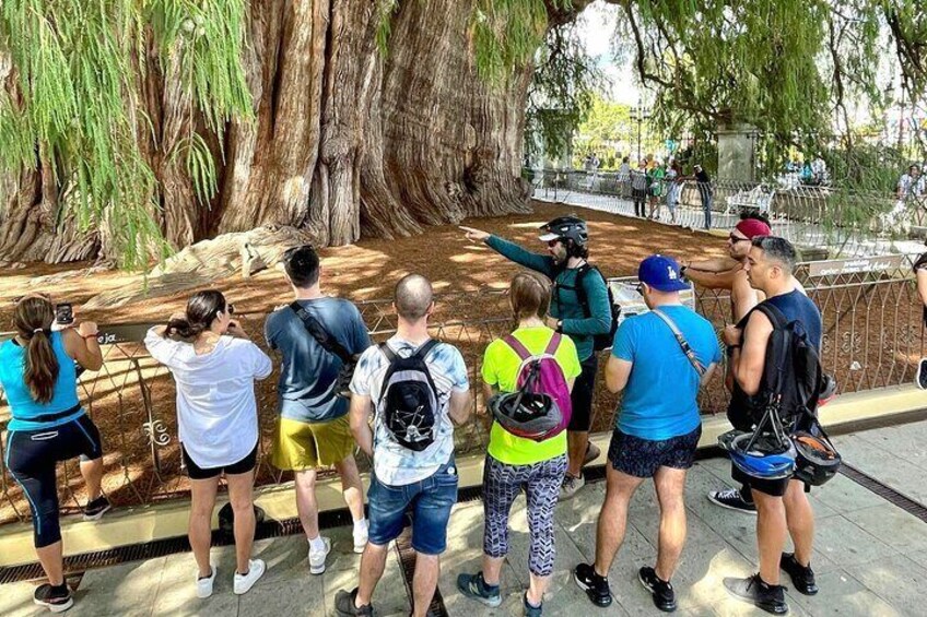 Biking to The Ancient Tree of El Tule