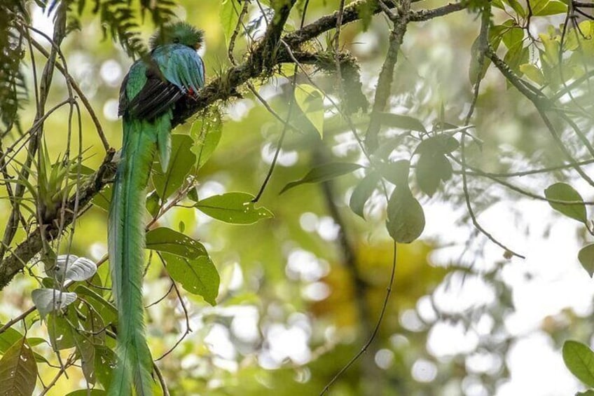 Guatemala´s National Bird