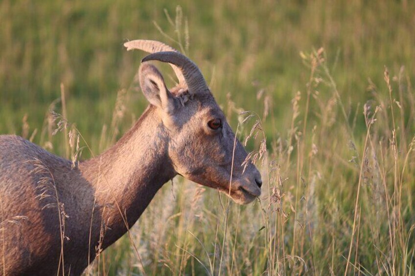 Female Bighorn Sheep at Wind Cave National Park