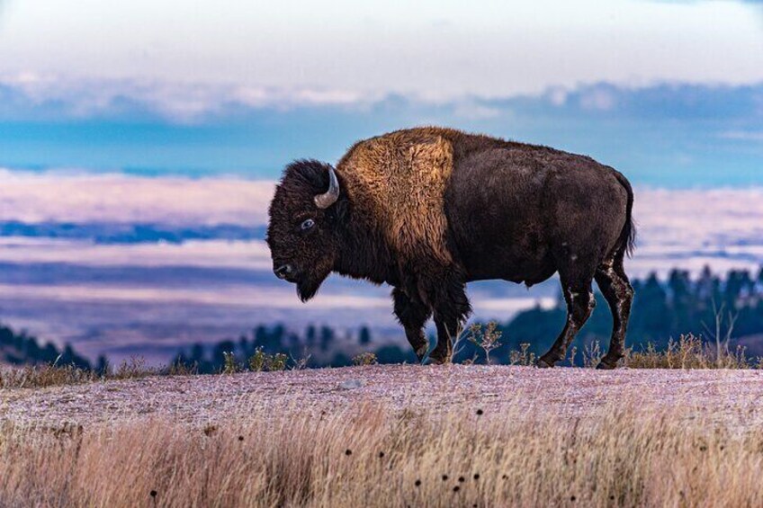 Wild American Bison at Wind Cave
