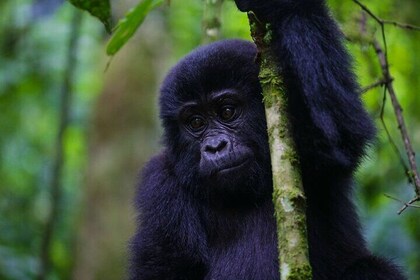 11-Day Uganda Rwanda Gorilla Tracking Tour from Entebbe
