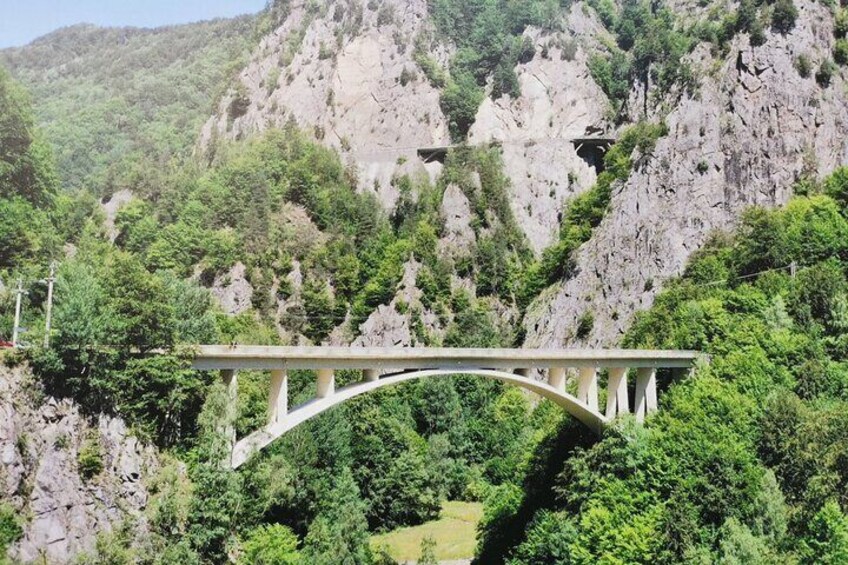 Wild Bears Safari near Poenari Fortress and Top Gear Road 