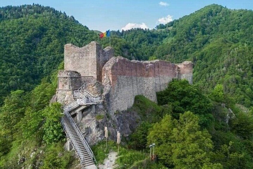 Wild Bears Safari near Poenari Fortress and Top Gear Road 