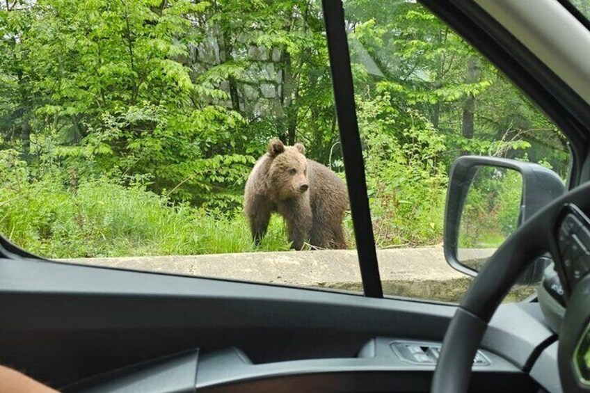 Brown Bears Safari near Vlad the Impaler Castle and Top Gear Road