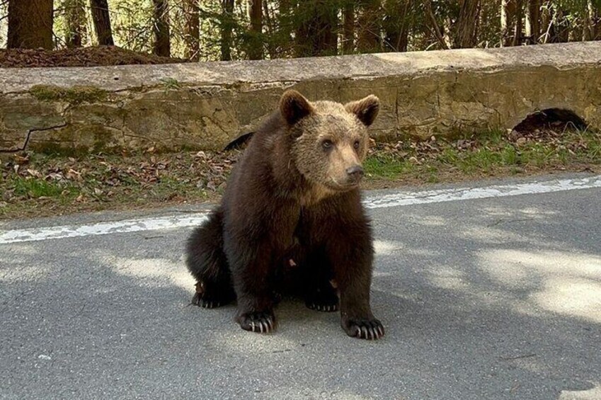 Wild Brown Bear
