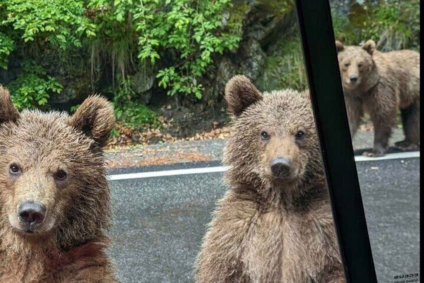 Wild Bears Safari near Poenari Fortress and Top Gear Road 