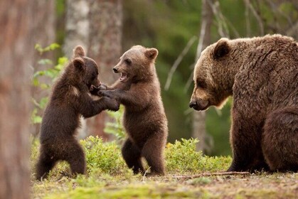 Wild Bears Safari near Poenari Fortress, Top Gear Road, group 8 p