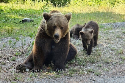 Sanctuary for Bears and Dracula Castle - Small group max 7 passan
