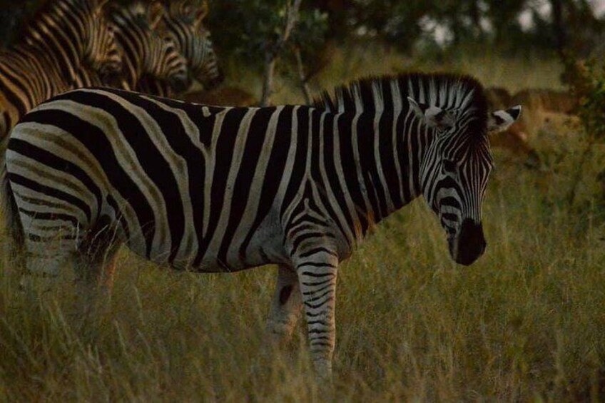 Zebra on game drive 