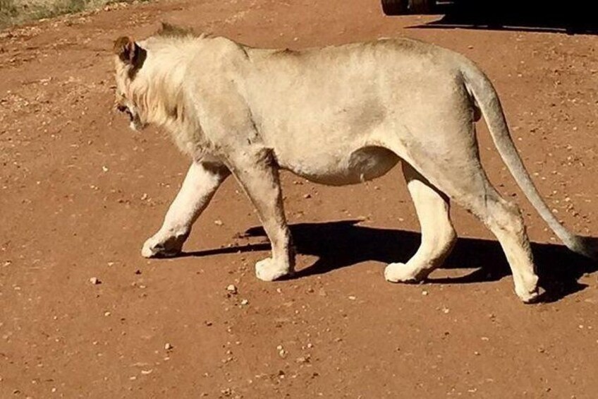 Lions are the highlight of any half day safari