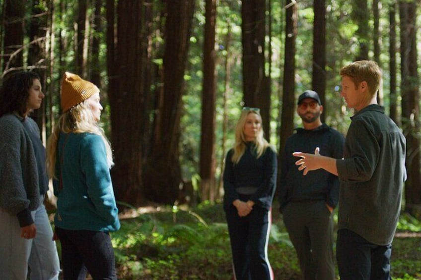 Santa Cruz Redwoods Forest Therapy 