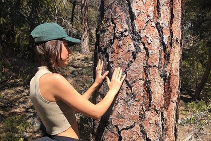 Santa Cruz Redwoods Forest Therapy