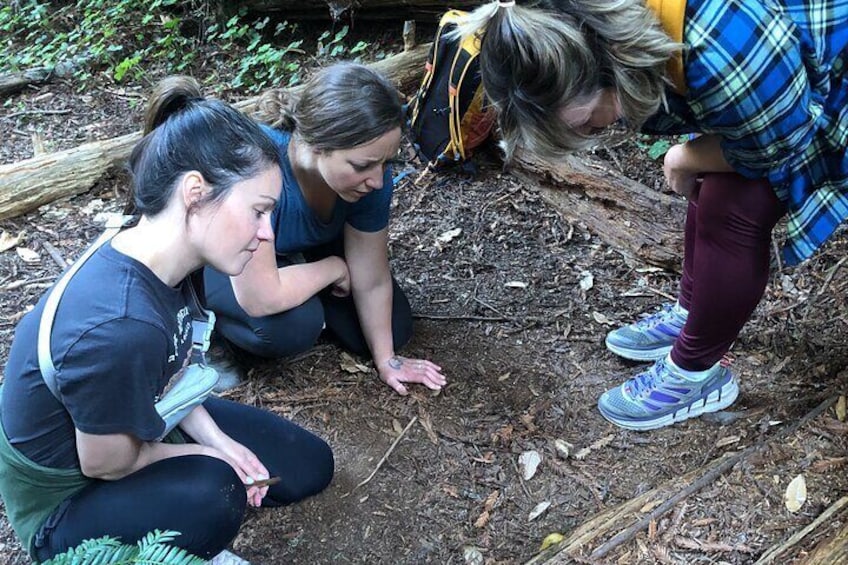 Santa Cruz Redwoods Forest Therapy