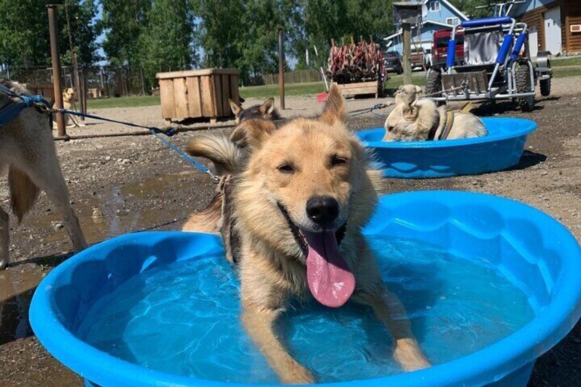 Private Summer Dog Sledding Adventure in Willow Alaska