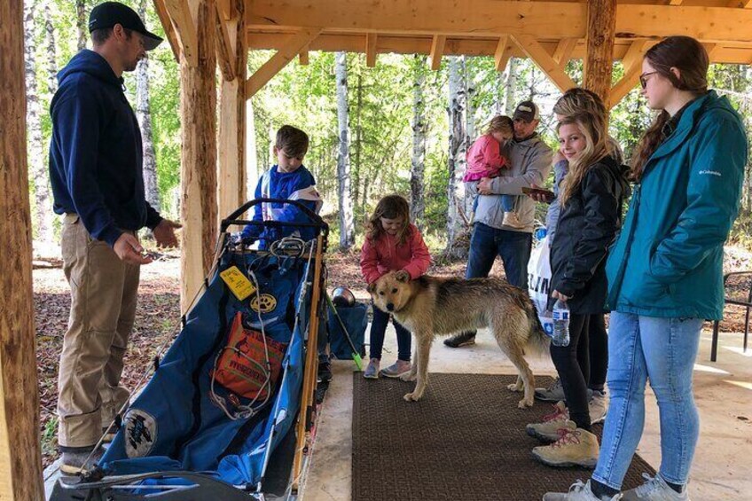 Private Summer Dog Sledding Adventure in Willow Alaska