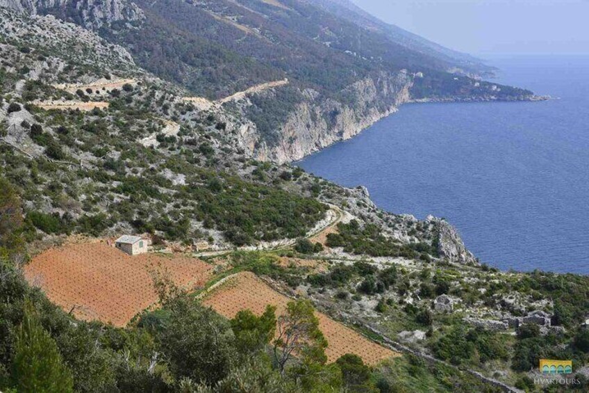 Half-Day Wine Tour Visiting 2 Wineries in Hvar