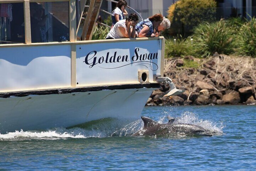 Resident Dolphins favorite boat to hitch a ride on the Golden Swan 