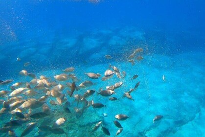 Visite guidée sous-marine de 3 heures dans la baie de Saint Paul, Lindos et...