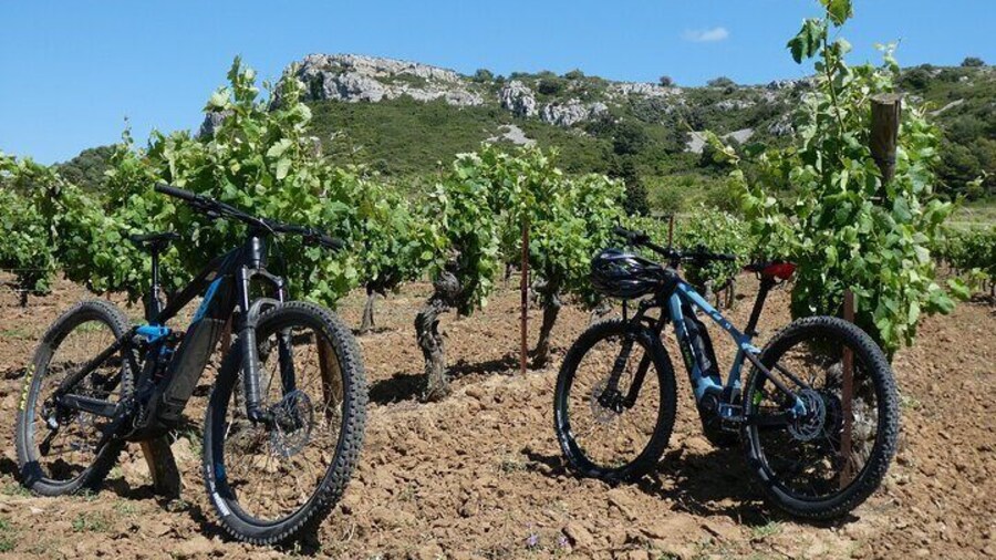 By electric bike in the vineyards