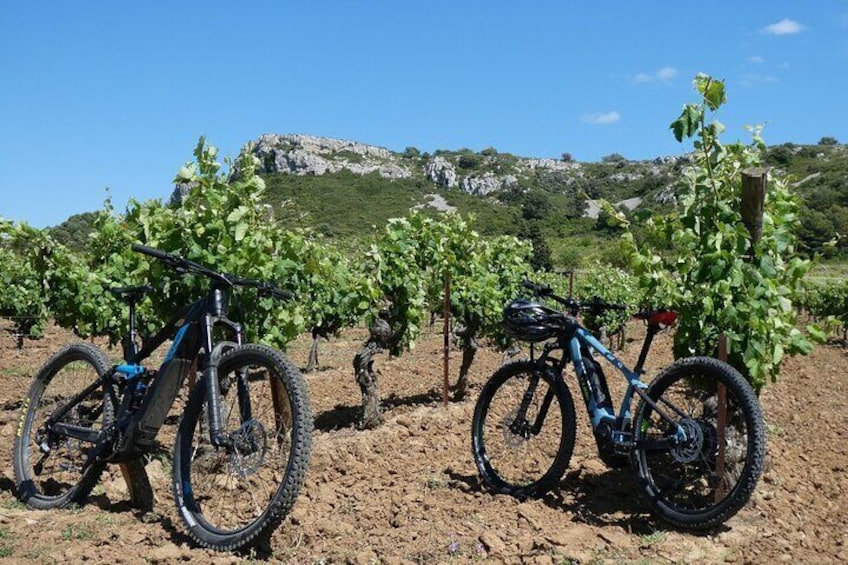 By electric bike in the vineyards