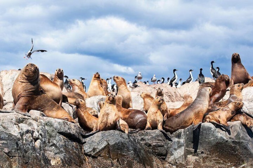 Sea lion colony