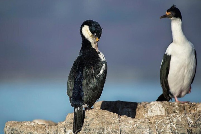 Bird watching in Isla Pájaros