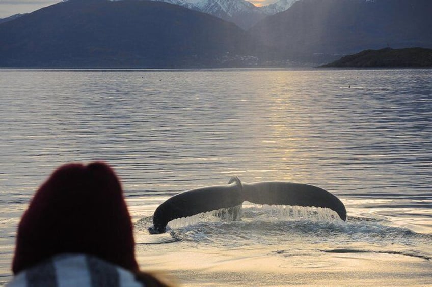 Watching a humpback whale