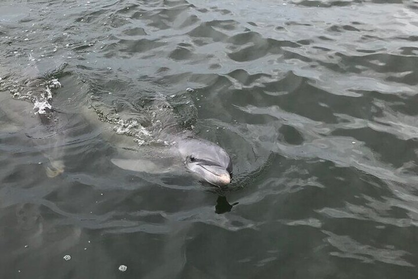 Dolphins along the way.