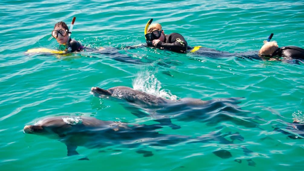 people swimming with dolphins