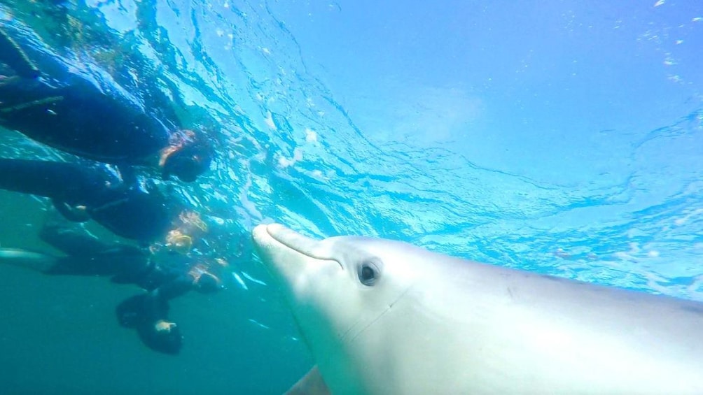 dolphins underwater