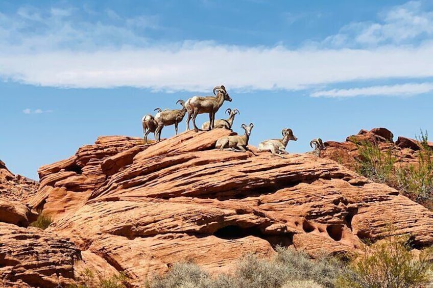 Nevada Valley of Fire Guided Tour